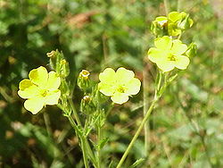 Potentilla collina0.jpg