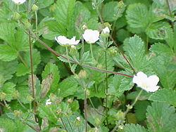 Potentilla fragiformis0.jpg