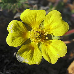 Potentilla hookeriana upernavik 2007-06-27 1500x1500px.jpg