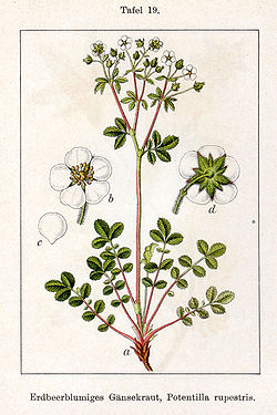 Potentilla rupestris Sturm19.jpg