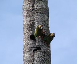 Primolius maracana -tree hole -Brazil-6.jpg