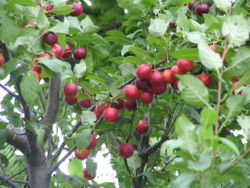 Prunus cerasifera branch fruits bgiu.jpg