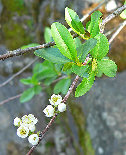 Prunus emarginata 1.jpg