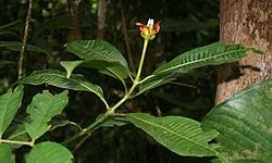 Psychotria elata 1.jpg