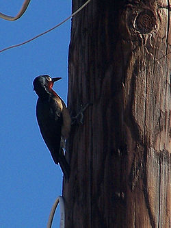 Puerto Rican Woodpecker.jpg