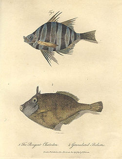 Pungent chaetodon John White.jpg