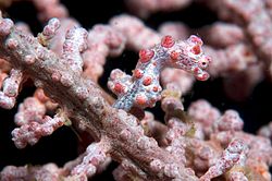 Pygmy seahorse.jpg