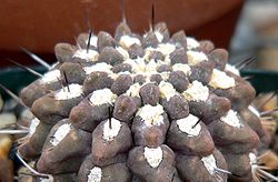 Pyrrhocactus chaniarensis 1.jpg