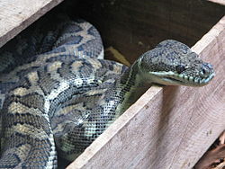 Python Australia Zoo.JPG