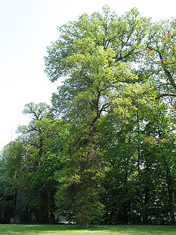 Quercus bicolor JPG1.jpg