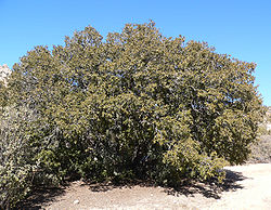 Quercus chrysolepis 1.jpg