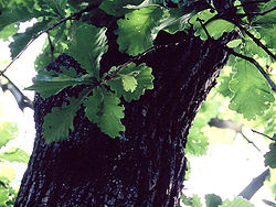 Quercus dentata.JPG