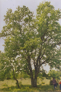 Quercus faginea centenario.jpg