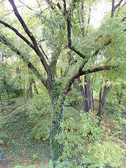 Quercus trojana Jevremovac.JPG