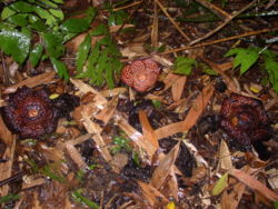 Rafflesia sp Kinabalu2.jpg