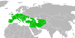 Área de distribución máxima de H. neanderthalensis.