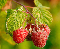 Raspberries (Rubus Idaeus).jpg