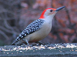 Red-bellied woodpecker on railing.JPG