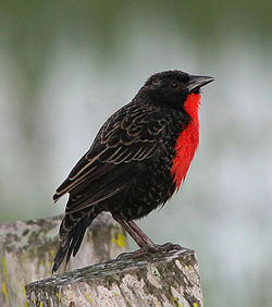 Red-breasted blackbird.jpg