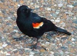 Red-winged blackbird.jpg
