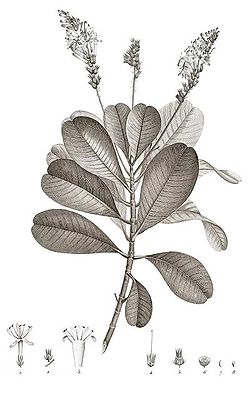 Retiniphyllum secundiflorum 25-cropped.jpg
