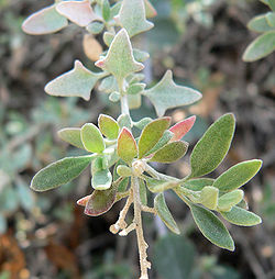 Rhagodia spinescens 2.jpg