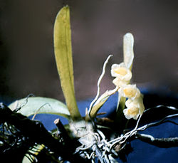 Rodriguezia flavida - pl.jpg