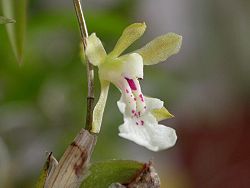 Rodrigueziopsis eleutherosepala.jpg