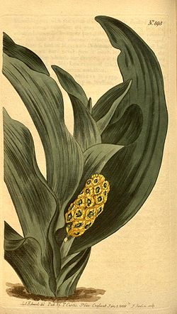 Rohdea japonica.jpg