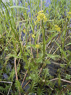 Rorippa amphibia plant.jpg