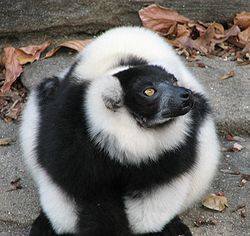 Ruffed Lemur Black White.jpg