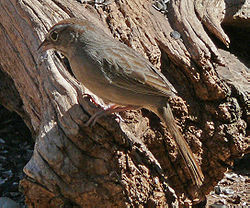 Rufous Crowned Sparrow A.r. eremoeca Texas.jpg