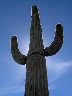 Saguaro3.jpg