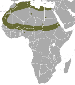 Distribución de la comadreja rayada del Sahara