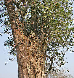 Sal (Shorea robusta)- trunk- strangulated by some ficus tree at Jayanti, Duars W Picture 119.jpg