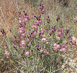 Salazaria mexicana 6.jpg
