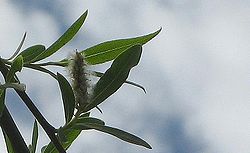 Salix chilensis.JPG