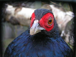 Salvadoris Pheasant .jpg
