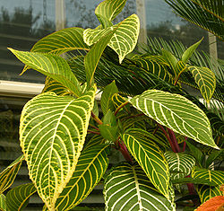 Sanchezia speciosa Leaves 2600px.jpg