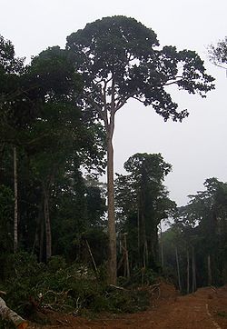 Sapele Tree Congo Brazzaville.jpg