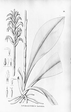 Sarcoglottis fasciculata (as Spiranthes fasciculata) - Flora Brasiliensis 3-4-50.jpg
