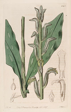Sarcoglottis grandiflora (as Spiranthes grandiflora) - Bot. Reg. 12 pl. 1043 (1826).jpg