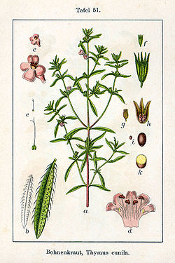 Satureja hortensis Sturm51.jpg
