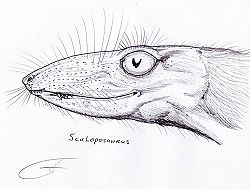ScaloposaurusDB.jpg