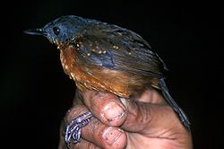 Schistocichla leucostigma - Ecuador.jpg