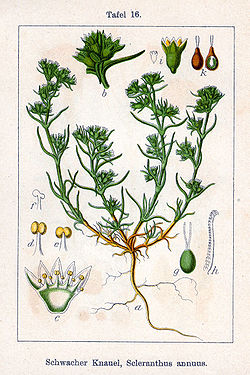 Scleranthus annuus Sturm16.jpg