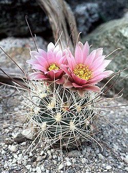 Sclerocactus nyensis fh 107 NV in cultur BB.jpg