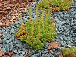 Sedum forsterianum Peiponmaksaruoho C VI05 H6167.JPG