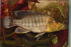 Serranochromis angusticeps.jpg