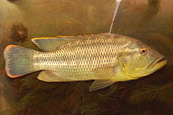 Serranochromis robustus.jpg